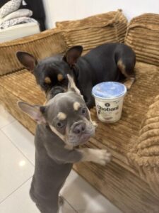 Chobani® Sữa Chua Hy Lạp Ít Béo & Không Béo photo review